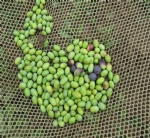 Olive Falling Fruit Harvesting Nets